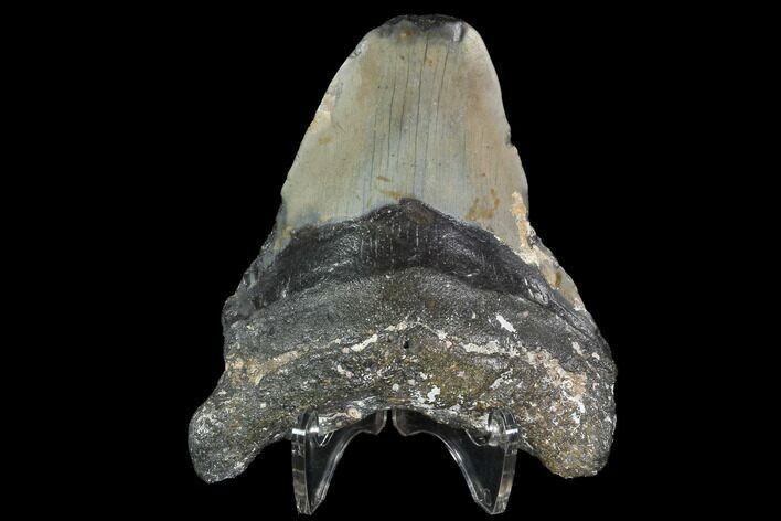 Bargain, Fossil Megalodon Tooth - North Carolina #91644